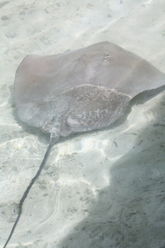cronicas viajeras pastinaca moorea 