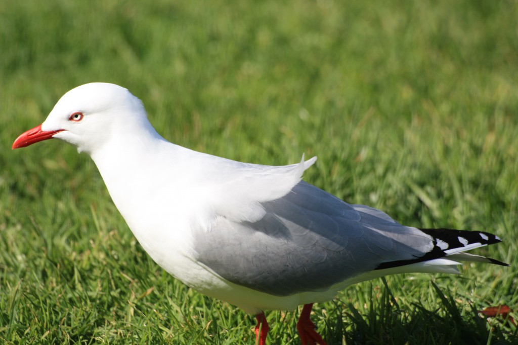 cronicas viajeras gaviota waiheke