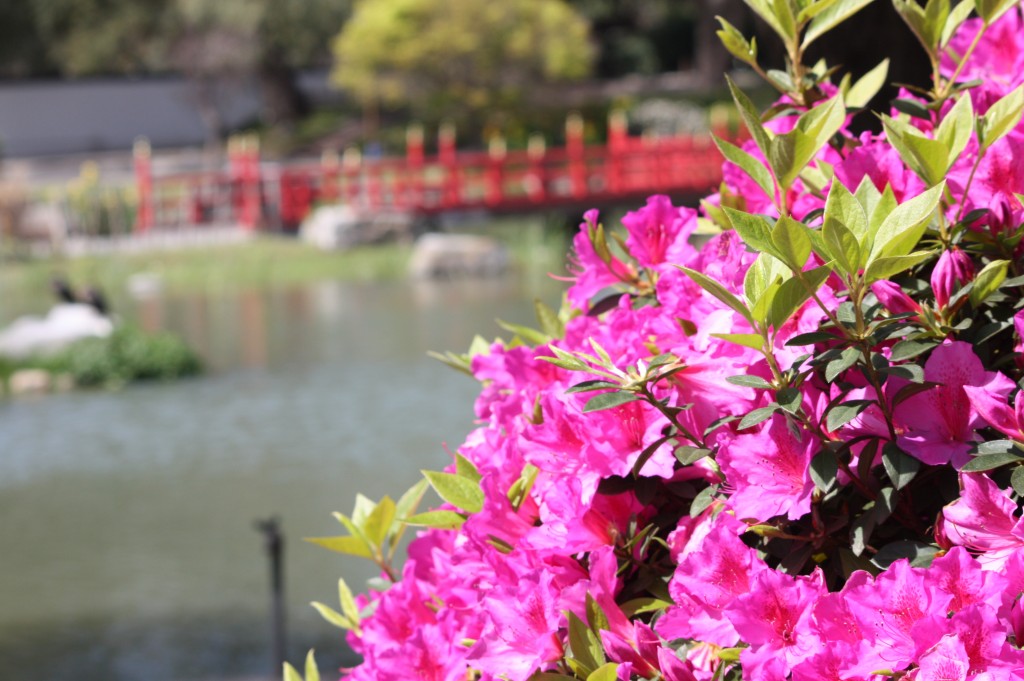 cronicas viajeras jardin japones buenos aires 3