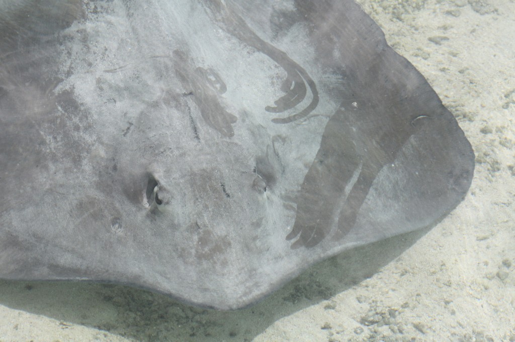 cronicas viajeras moorea pastinaca