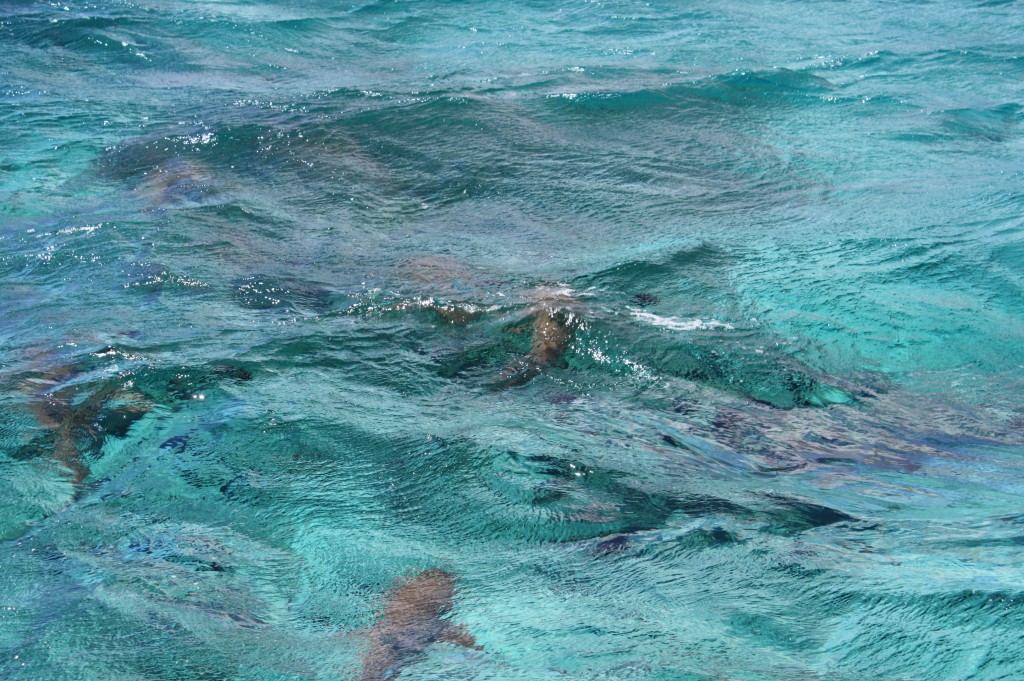 cronicas viajeras moorea tiburon 