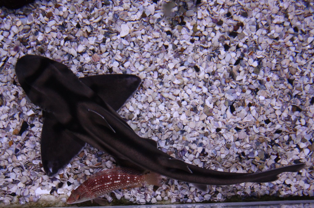 sydney acuario tiburon gato