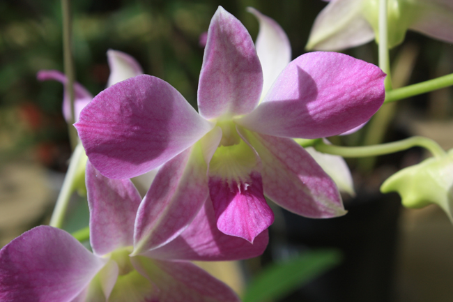 Orquídea en Xcaret