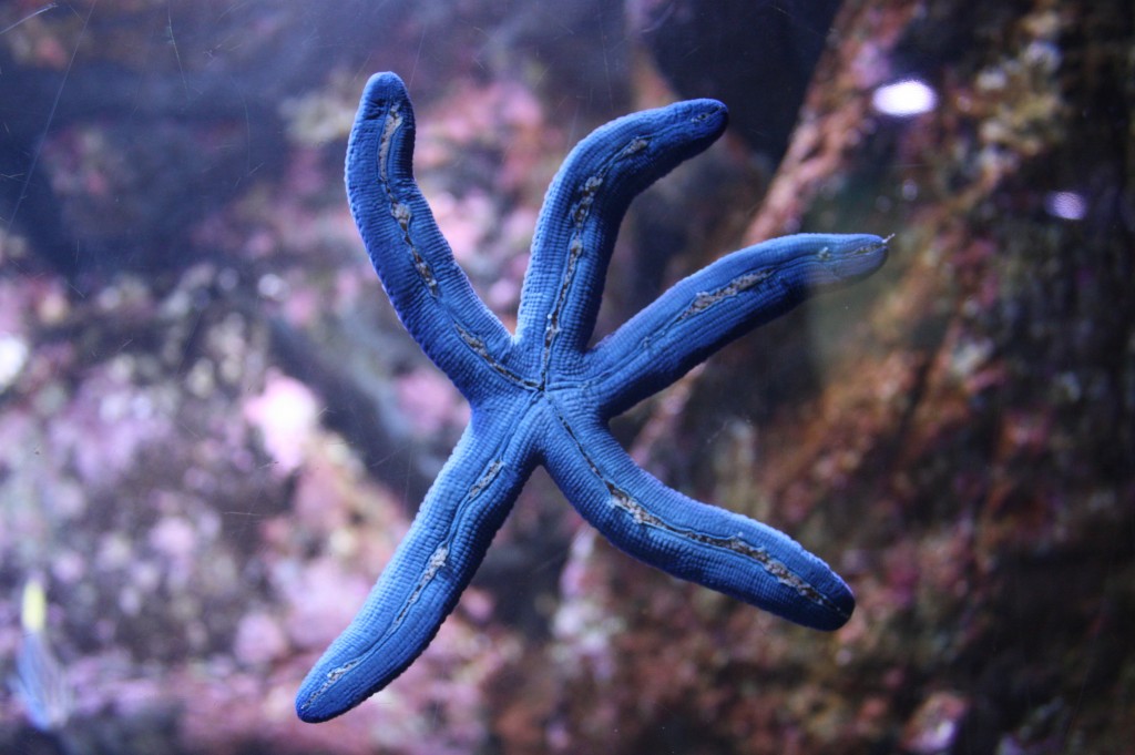 sydney acuario