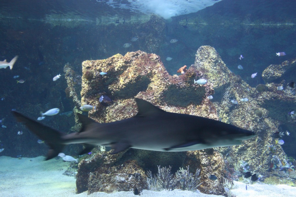 sydney acuario tiburon