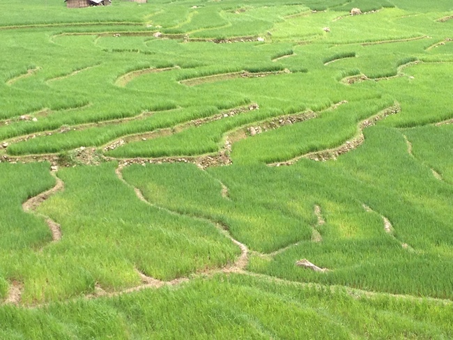 las sinuosas curvas de los arrozales de sapa son casi hipnóticas... 