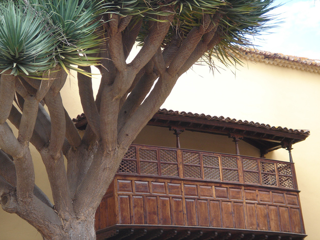 balcon y drago La Laguna