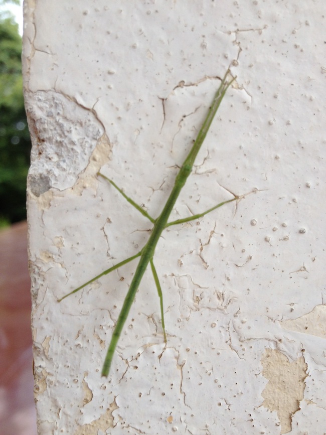 Este bichopalo nos dio la bienvenida al Parque