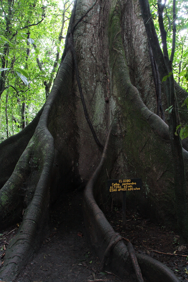Ceibo en el volcán Arenal