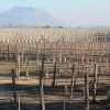 Muestrario de las 26 cepas diferentes que cultiva Concha y Toro