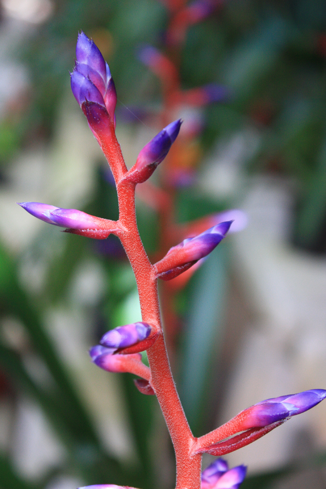 Flores en Xcaret