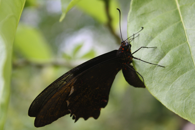 Mariposas en Xcaret