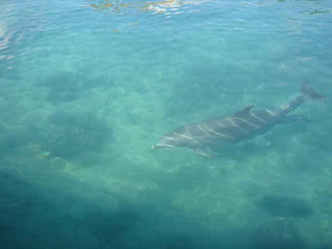 delfin puerto aventuras