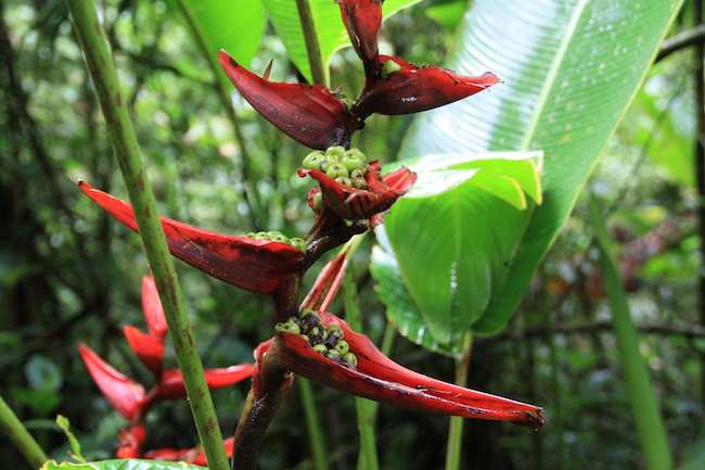 Heliconias en Monteverde