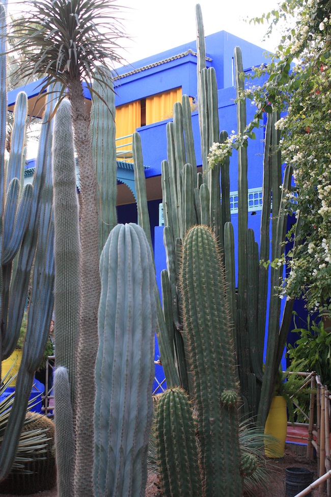 El jardín dispone de cactus de todo el mundo