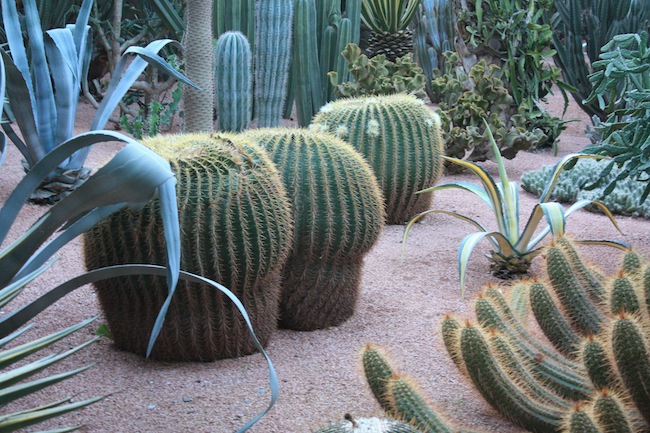Cactus en el Jardín Majorelle de Marrakech