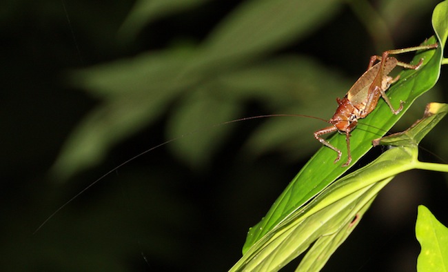 saltamontes_costa_rica_cv