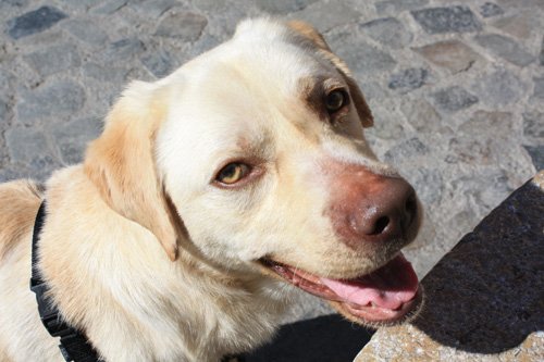 mi perro tristán