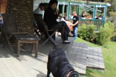 cronicas viajeras auckland perro