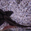sydney acuario tiburon gato